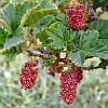 Parilla (Wild Currant) - native